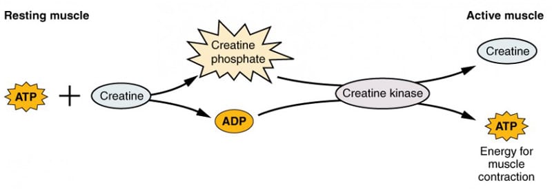 creatine