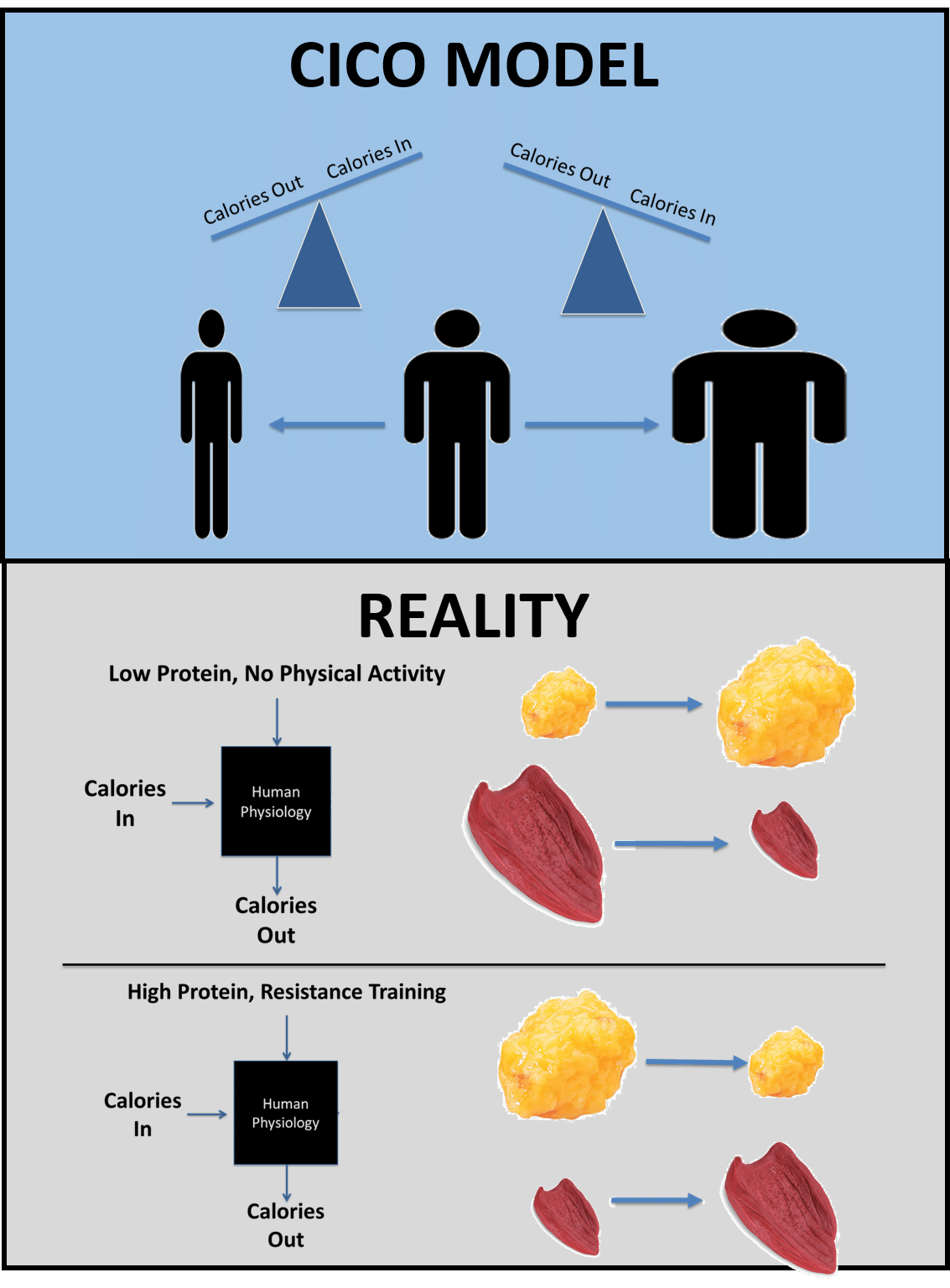 Can You Lose Fat and Gain Muscle Simultaneously? - Macros Inc