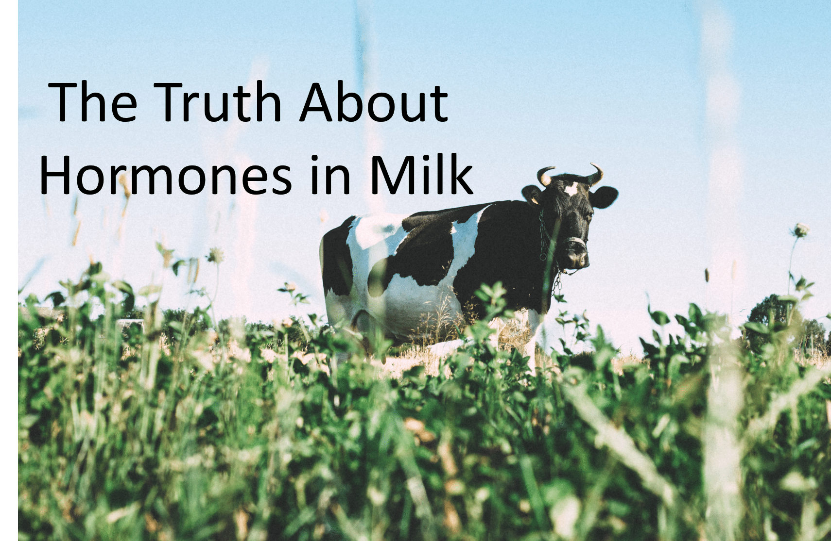 The Truth About Hormones in Milk - Macros Inc