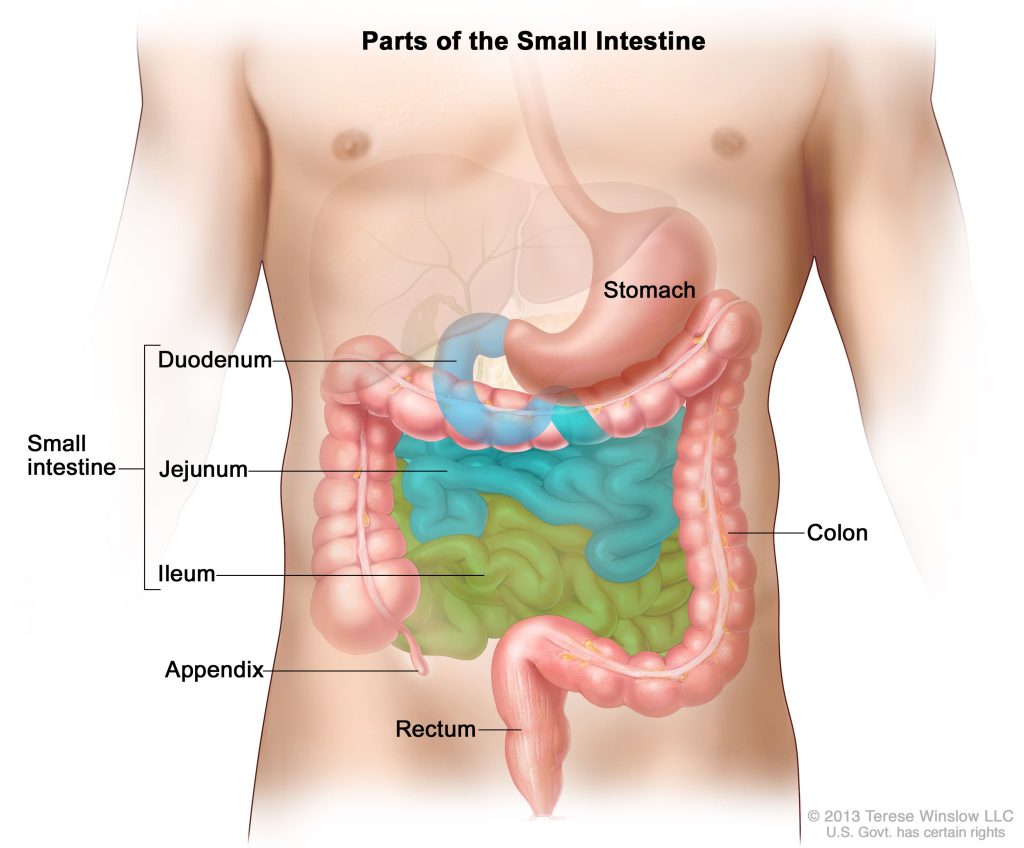 a graph of the parts of the small intestines