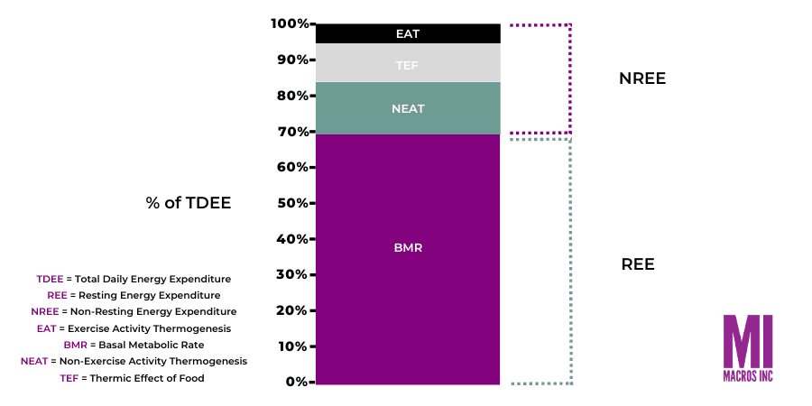 Metabolism and TDEE, TEF, EAT, NEAT, BMR, REE Explained