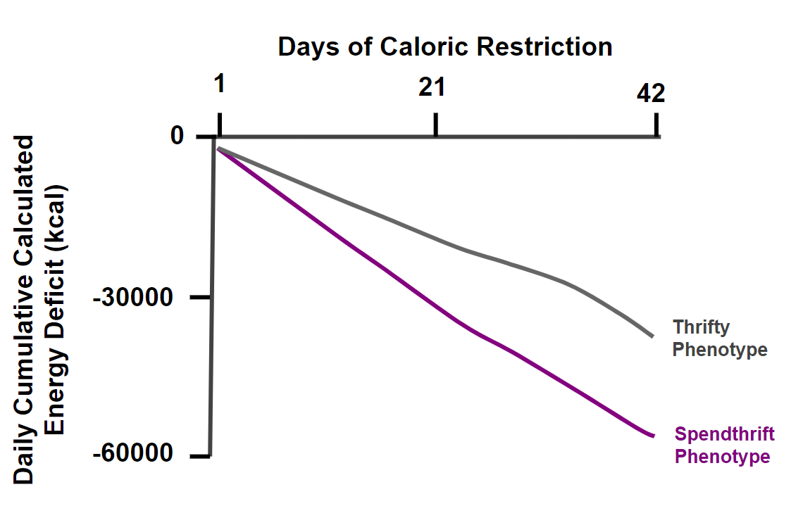 Graph showing energy deficit in calories over 42 days of caloric restriction, with 'Thrifty' and 'Spendthrift' phenotypes. The x-axis marks time, and the y-axis shows the deficit, descending from 0 to -60,000. The 'Spendthrift' line descends more steeply than the 'Thrifty' one