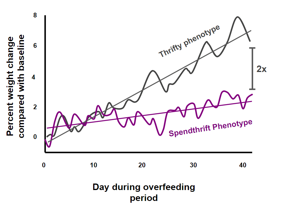 Line graph showing percent weight change over 40 days of overfeeding, comparing 'Thrifty Phenotype' and 'Spendthrift Phenotype.' The x-axis is labeled 'Day during overfeeding period' and ranges from 0 to 40 days. The y-axis shows 'Percent weight change compared with baseline' from 0 to 8%. The 'Thrifty Phenotype' line fluctuates and trends higher, while the 'Spendthrift Phenotype' line is lower with less variation