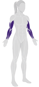 arms